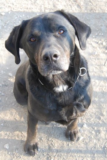 Photo de Bud, CHIEN Beauceron x labrador Noir