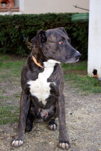 Photo de Freestyle, CHIEN X boxer Bringe fonce