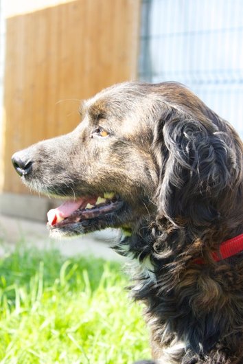 Photo de Apache, CHIEN Croise setter gordon Bringe poil mi long