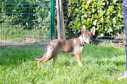 Photo de Sidney, CHIEN Commune Noir et feu