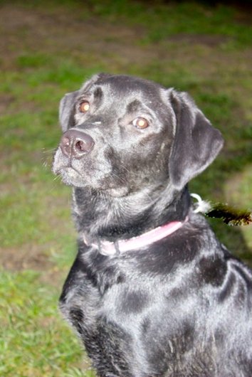 Photo de Roxanne, CHIEN Labrador Noire