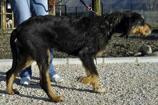 Photo de Mirza, CHIEN Griffon nivernais Noir et feu