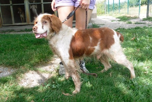 Photo de Jimmy, CHIEN Epagneul breton Blanc et orange