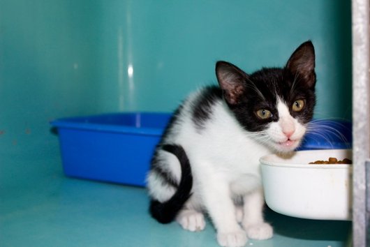 Photo de Happy, CHAT Europeen Noir et blanc