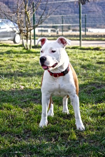 Photo de Miss/hariana, CHIEN American staff Blanc et marron