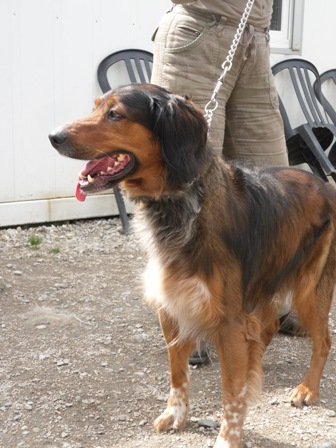 Photo de Barny, CHIEN Setter Fauve charbonne et blanc