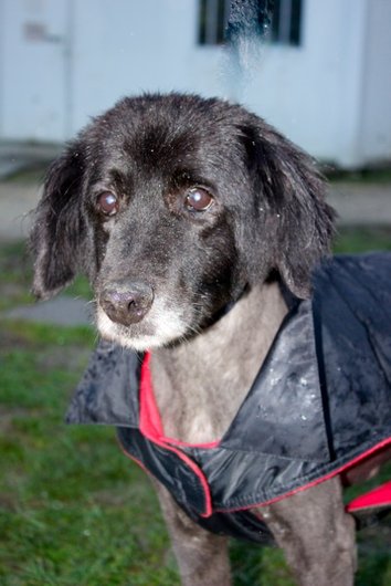 Photo de Tartine, CHIEN X berger groenendael Noir poil mi-long