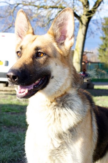 Photo de Diana, CHIEN Berger allemand Noir et feu