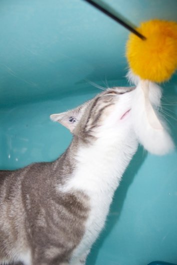 Photo de Filou, CHAT Europeen Tigre gris et blanc