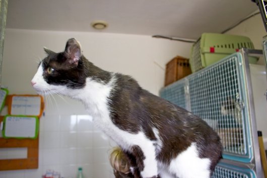 Photo de Archi, CHAT Europeen Noir et blanc