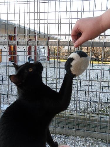 Photo de Franky, CHAT Europeen Noir