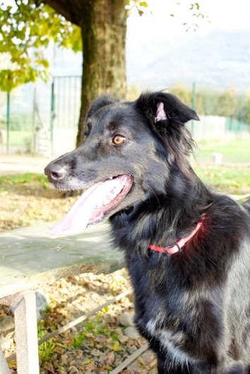 Photo de Merdeuse / elia, CHIEN X border collie Noire