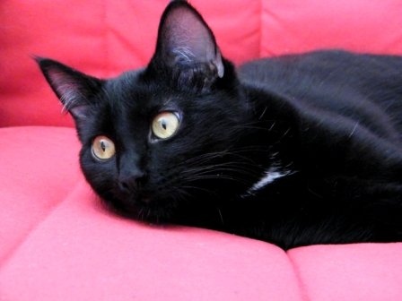 Photo de Chat perlipopette, CHAT Europeen Noire poil mi long