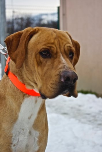 Photo de Gabon, CHIEN Labrador Fauve