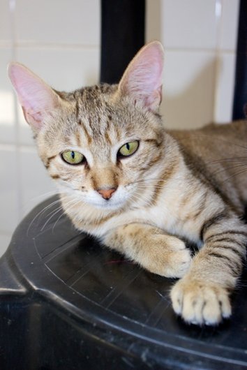 Photo de Kiwi, CHAT Europeen Tigre brun clair