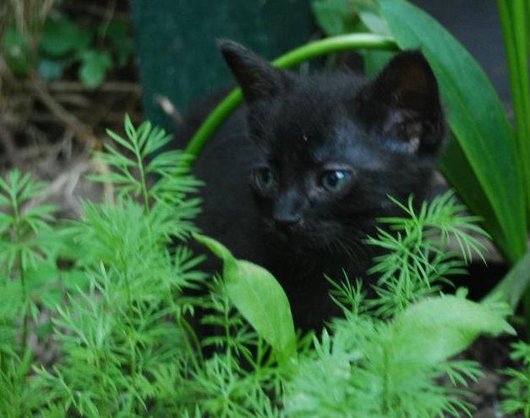 Photo de Hawai, CHAT Europeen Noir