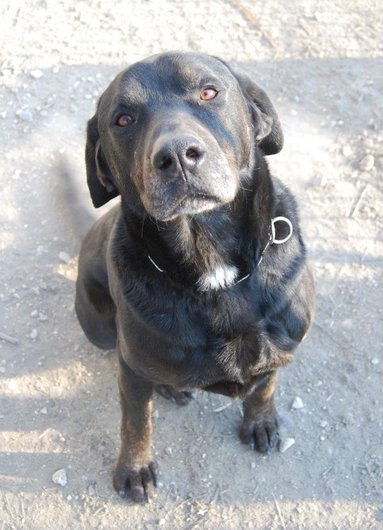 Photo de Bud, CHIEN Beauceron x labrador Noir