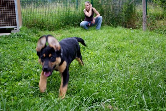 Photo de Isis, CHIEN X berger Noir et feu