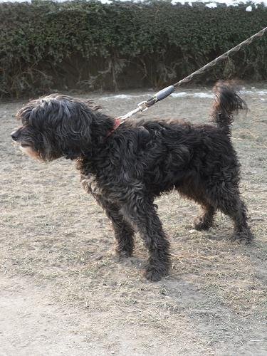 Photo de Gipsy, CHIEN Caniche x griffon Noire