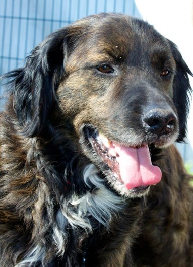 Photo de Apache, CHIEN Croise setter gordon Bringe poil mi long