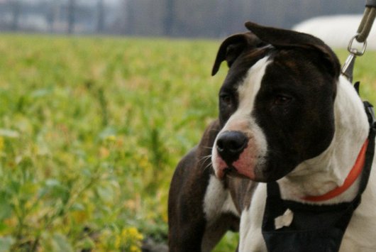 Photo de Capone, CHIEN American staff terrier Bringee blanche