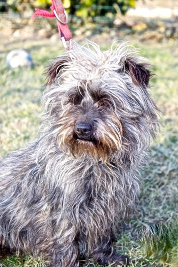 Photo de Hunter, CHIEN X cairn terrier Grise