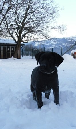 Photo de Drum, CHIEN Labrador Noire