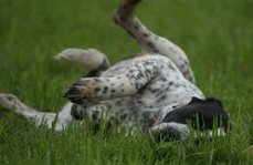 Photo de Django dit dragon, CHIEN Braque allemand x pointer Noir et blanc mouchete