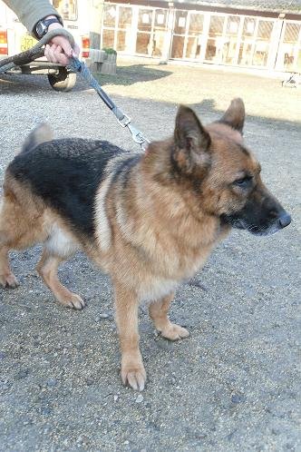 Photo de Urko, CHIEN Berger  allemand Noir et feu