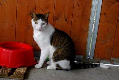 Photo de Drago, CHAT Europeen Tigre et blanc