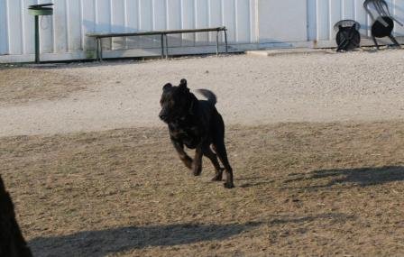 Photo de Bud, CHIEN Beauceron x labrador Noir