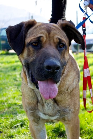 Photo de Farouck, CHIEN X bullmastiff Fauve masque noir