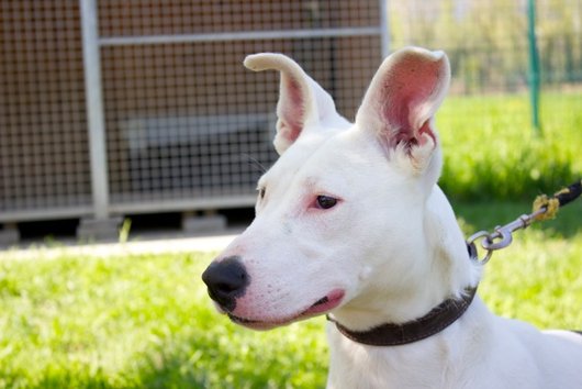 Photo de Foxie, CHIEN Berger x bull terrier Blanche tache bringee