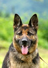 Photo de Volcane, CHIEN Berger allemand Noir et feu