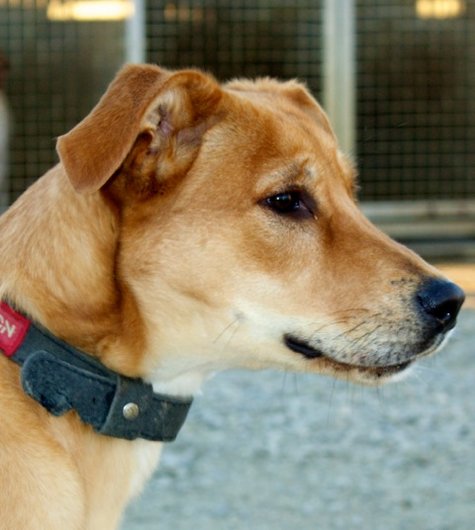 Photo de Iguane, CHIEN Croise Fauve