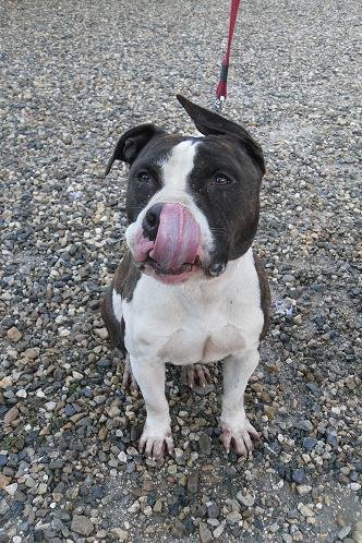 Photo de Capone, CHIEN American staff terrier Bringee blanche