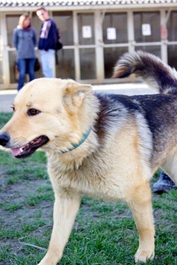 Photo de Roxane, CHIEN X husky / berger allemand Noir et feu