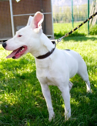 Photo de Foxie, CHIEN Berger x bull terrier Blanche tache bringee