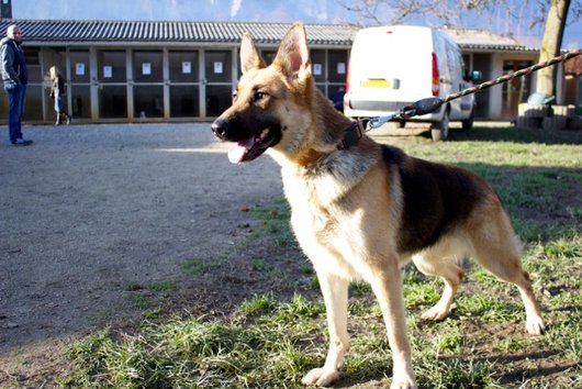 Photo de Diana, CHIEN Berger allemand Noir et feu