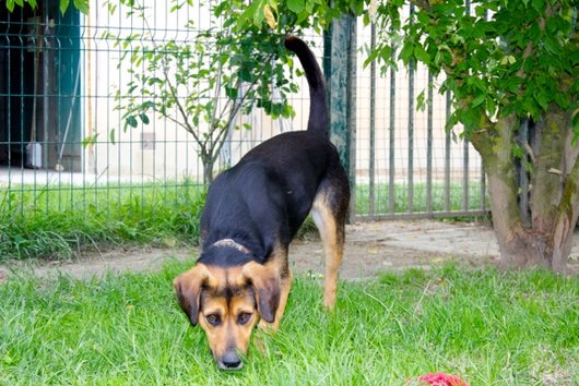 Photo de Kensas, CHIEN X berger Noir et feu