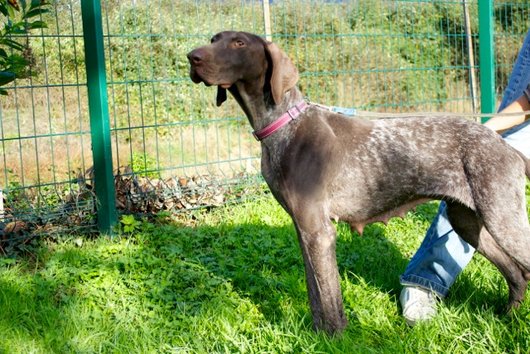 Photo de Gemi, CHIEN Braque allemand Marron truité
