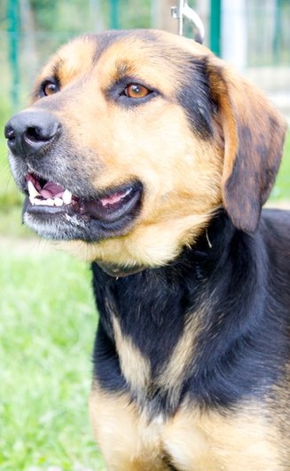 Photo de Kensas, CHIEN X berger Noir et feu