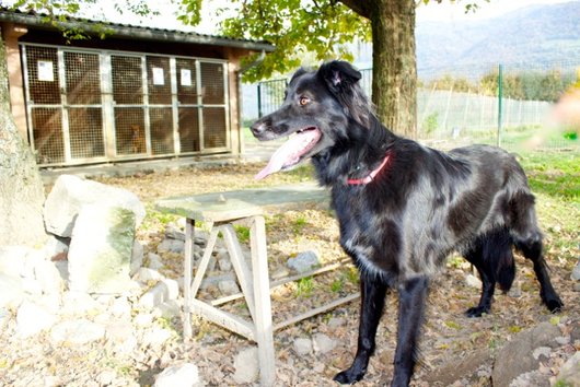 Photo de Merdeuse / elia, CHIEN X border collie Noire