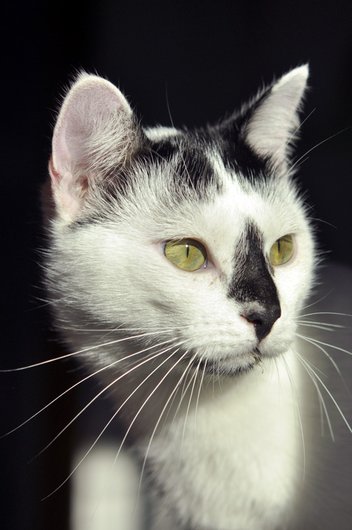 Photo de Casper, CHAT Europeen Noir et blanc