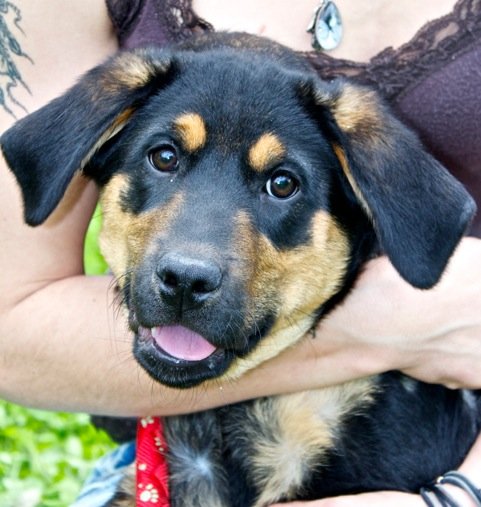 Photo de Isis, CHIEN X berger Noir et feu