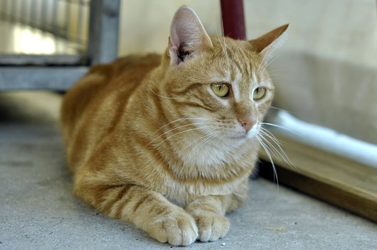 Photo de Hazrael, CHAT Europeen Roux tigré