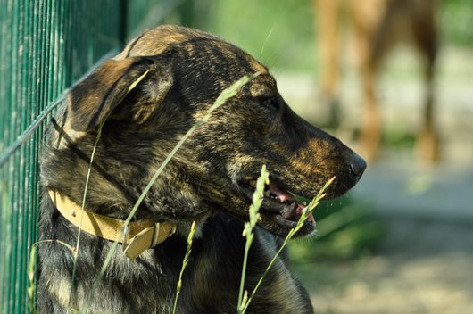 Photo de Brunie, CHIEN Commune Bringee