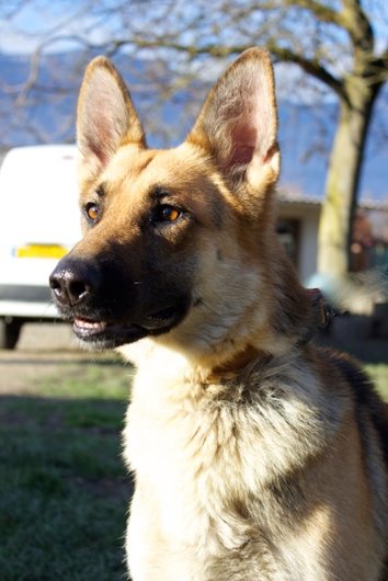 Photo de Diana, CHIEN Berger allemand Noir et feu