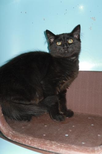 Photo de Blacky, CHAT Europeen Angora noir