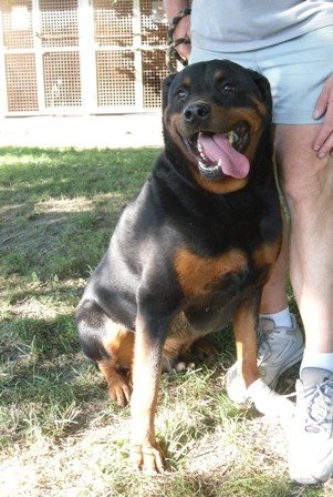 Photo de Akah, CHIEN Rottweiler Noir et feu